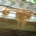 Close-up, Catkins Clogged Gutters
