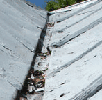 Peeling Paint, Metal Roof