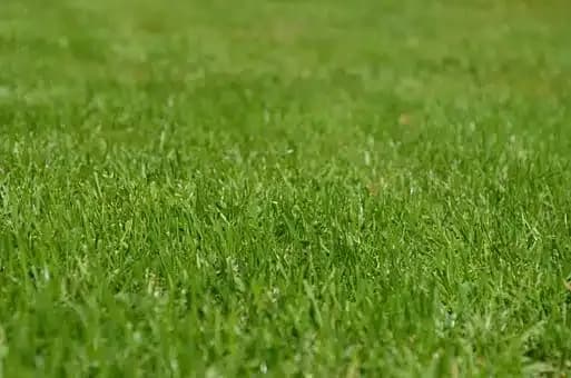 Grass